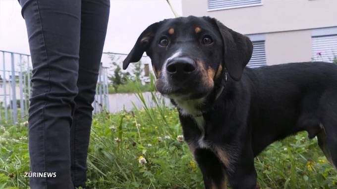 Hundebesitzer aufgepasst: Giftköder in Obergösgen gefunden