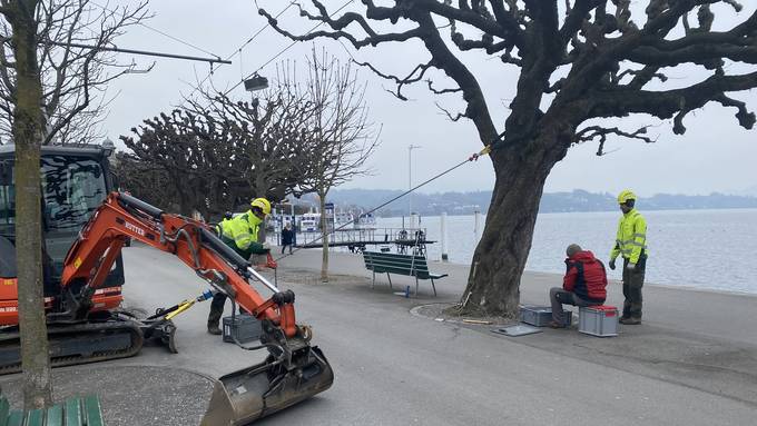 Zwei weitere Bäume beim Schweizerhofquai werden gefällt