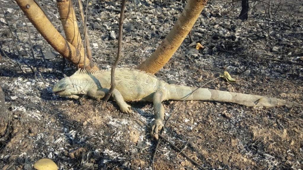 HANDOUT - In einem von einem Feuer betroffenen Gebiet des Pantanal liegt ein toter Leguan. Foto: Susan Weller/Panthera/dpa - ACHTUNG: Nur zur redaktionellen Verwendung im Zusammenhang mit der aktuellen Berichterstattung und nur mit vollständiger Nennung des vorstehenden Credits