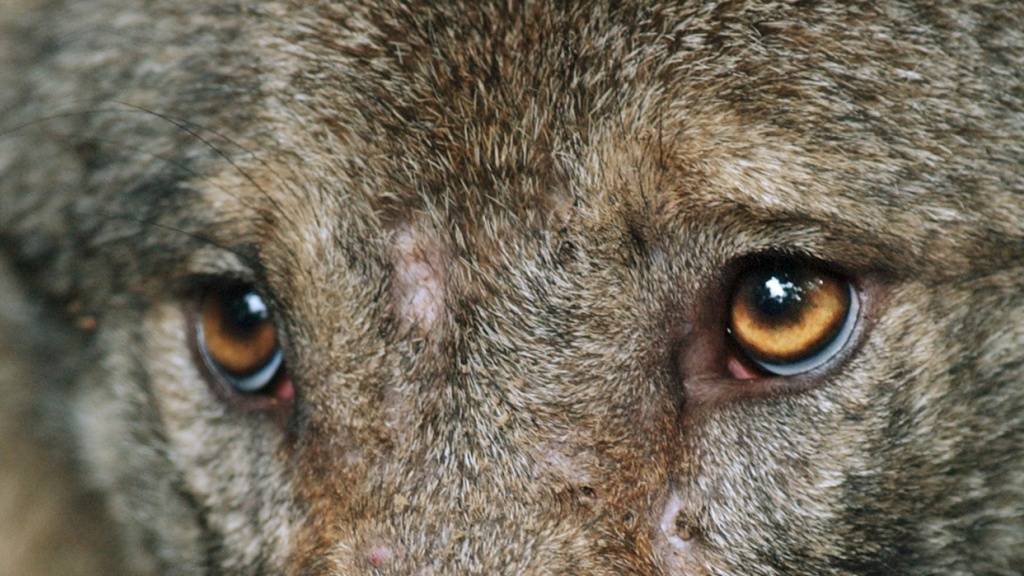 Die Wildhut hat einen zweiten Jungwolf des Wannaspitzrudels in Graubünden geschossen. (Archivbild)
