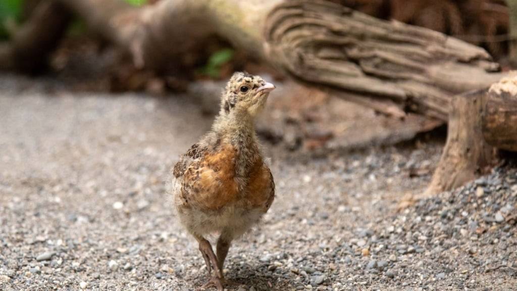 Sieben junge Auerhühner aus dem Tierpark Bern sollen die Auerhuhn-Population im Wald des Thüringer Schiefergebirges stärken.