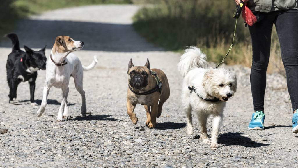 Lugano ruft Herrchen und Frauchen zum Aufnehmen von Hundegageln auf