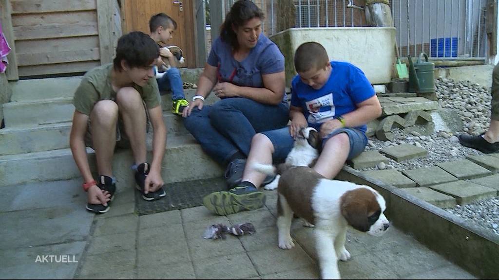 Gewinner-Familie von Namenswettbewerb besucht Bernhardiner-Welpen