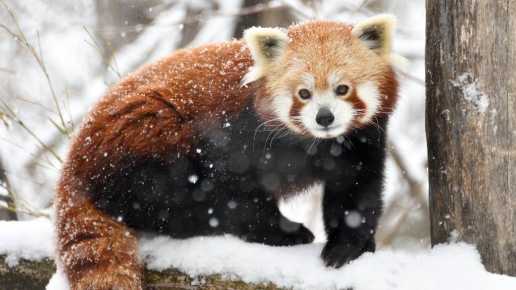 Rote Pandas, auch Kleine Pandas genannt, können gut klettern und halten sich nach Angaben des Zoos tagsüber oft in Bäumen auf. (Archivbild)