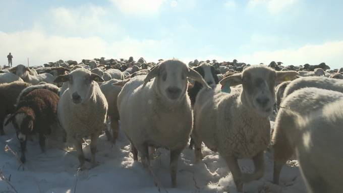 Diese Frau zieht mit 1000 Schafen bei Wind und Wetter durch den Aargau