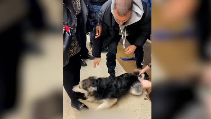 Hund gerät unter U-Bahn – Fahrgäste handeln blitzschnell