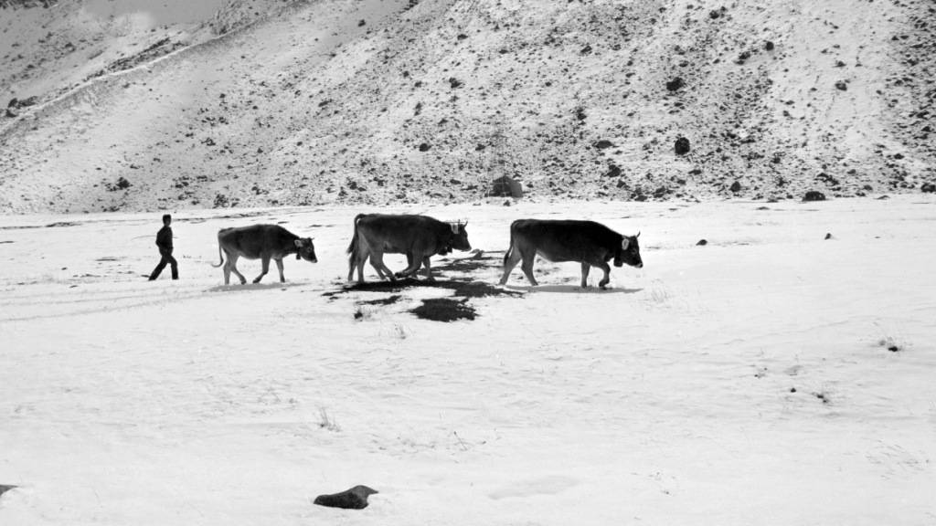 Vor 50 Jahren mussten Rinder wegen Schnee früher von der Alp