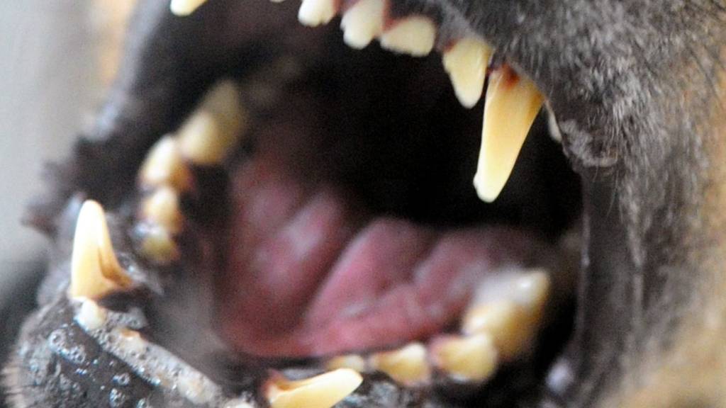 Welpe nach Attacke in St. Galler Hundetagesstätte eingeschläfert