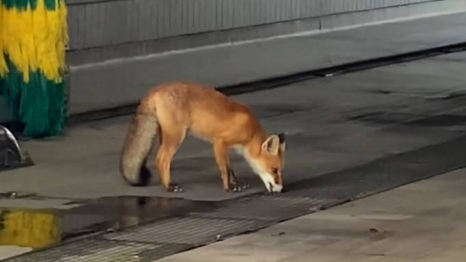 Hier spaziert ein Fuchs durch eine Thuner Autowaschanlage