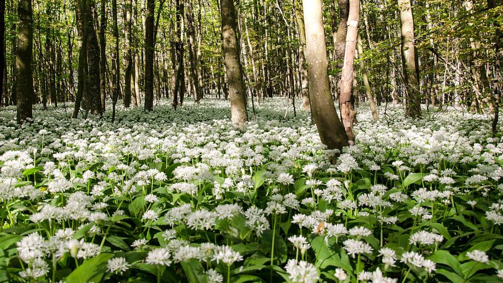 Das muss man beim Bärlauchsuchen beachten