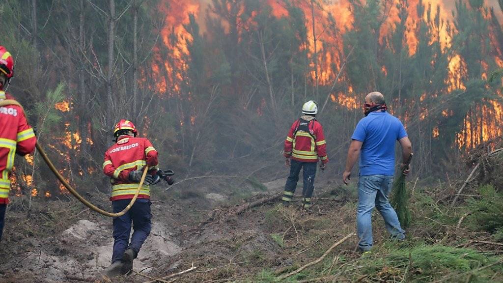 Weltweit haben Waldbrände zugenommen. Vor allem Portugal ist stark betroffen: Mitte Oktober kämpften 6000 Feuerwehrleute gegen Waldbrände im ganzen Land.