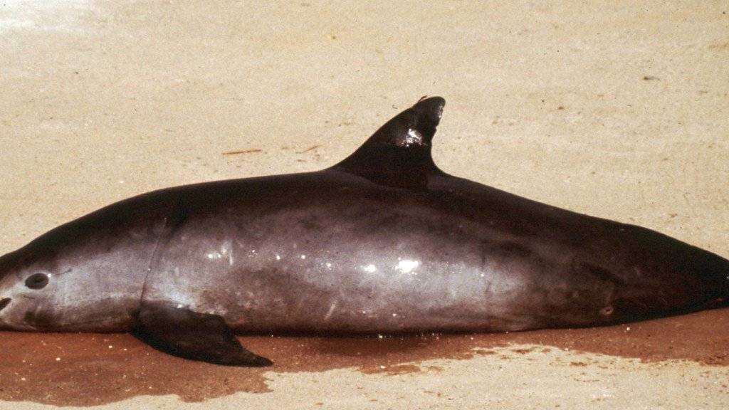 Dieses Foto von Proyecto Vaquita zeigt einen toten kalifornischen Schweinswal: Ohne Gegenmassnahmen wird die kleinste Meeressäugetierart der Welt voraussichtlich bis 2022 ausgestorben sein. (Archiv)