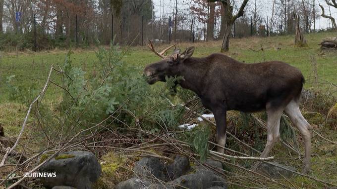 Christbaumfütterung im Tierpark Langenberg