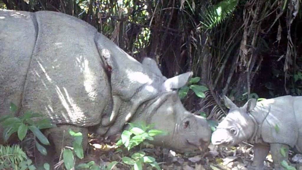 Hoffnung für die Tierschützer: Das Foto zeigt eines der in diesem Jahr entdeckten Nashorn-Kälber.