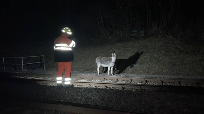 Esel von vorbeifahrendem Zug gestreift