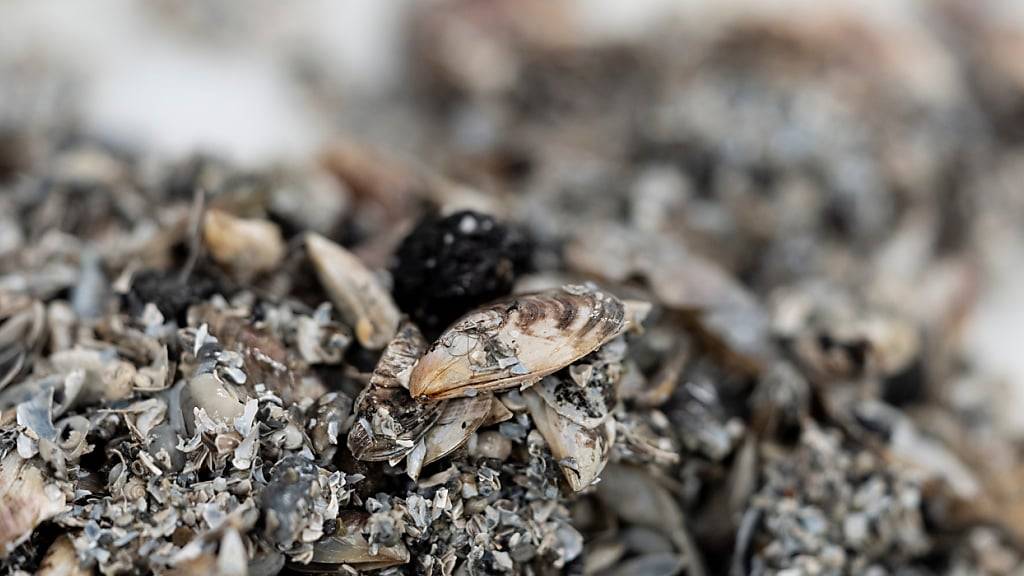 Im Zuger- und Alpnachersee konnte die invasive Quaggamuschel nachgewiesen werden. (Archivbild)