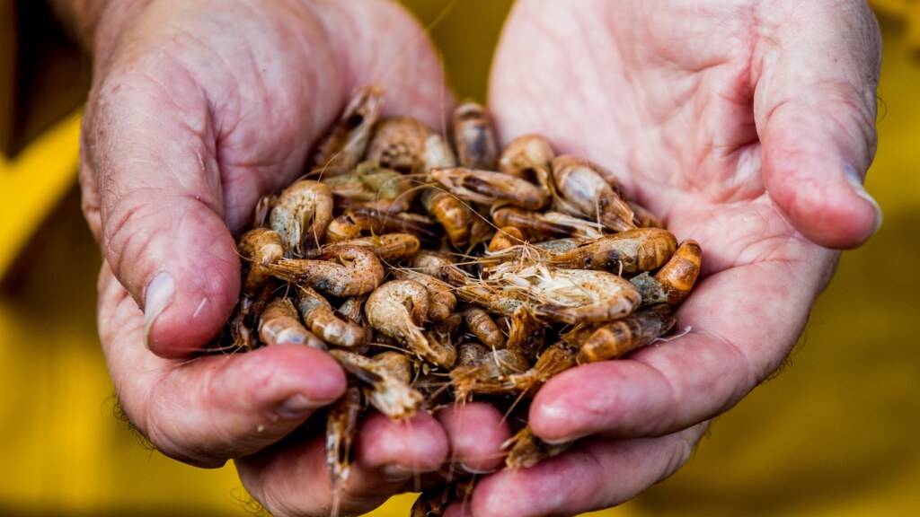 China lässt neuerdings keine japanischen Lieferungen von Meeresfrüchten mehr zu. (Symbolbild)