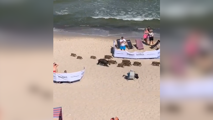 Wildschwein-Familie überrascht Badegäste an der Ostsee