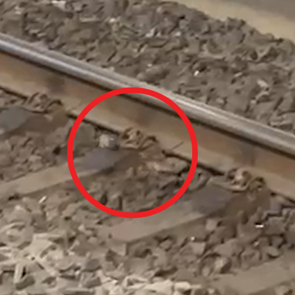 Hier flitzen Mäuse über das Gleis 3 am Bahnhof Hardbrücke