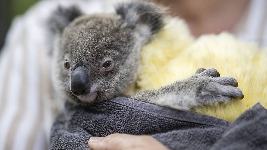 Bei australischen Buschfeuern verletzter Koala in Pflege: Rund zwei Dutzend Koalas sind geheilt wieder freigelassen worden. (Archivbild)