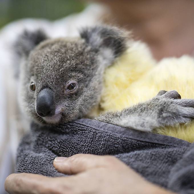 Koalas nach Buschfeuer-Verletzungen geheilt und wieder in Freiheit