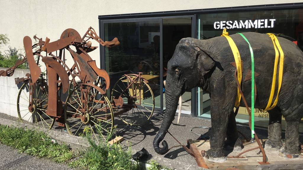 Elefant Jenny zurück in Aarau