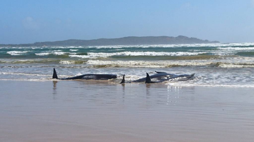 A supplied image obtained on Monday, September 21, 2020, of A pod of whales, believed to be pilot whales, that have become stranded on a sandbar at Macquarie Harbour, near Strahan, on Tasmania's west coast. (AAP Image/Tasmania Police) NO ARCHIVING, EDITORIAL USE ONLY