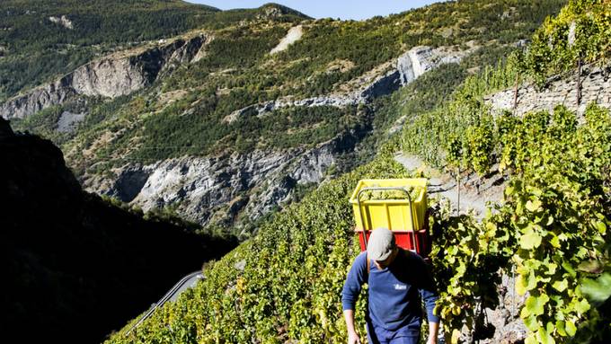 Forscher suchen im Wallis nach Methoden für Weinbau im Klimawandel