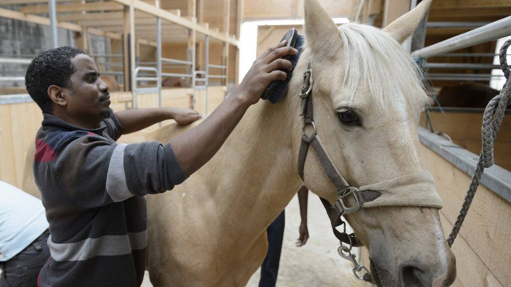 Ein Flüchtlinge kümmert sich im Rahmen eines Integrationsprojekts in Neuenburg um die Pferdepflege. (KEYSTONE/Laurent Gillieron)