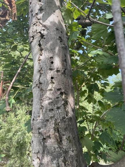 Ein von Asiatischen Laubholzbockkäfer befallener Baum in Zell.