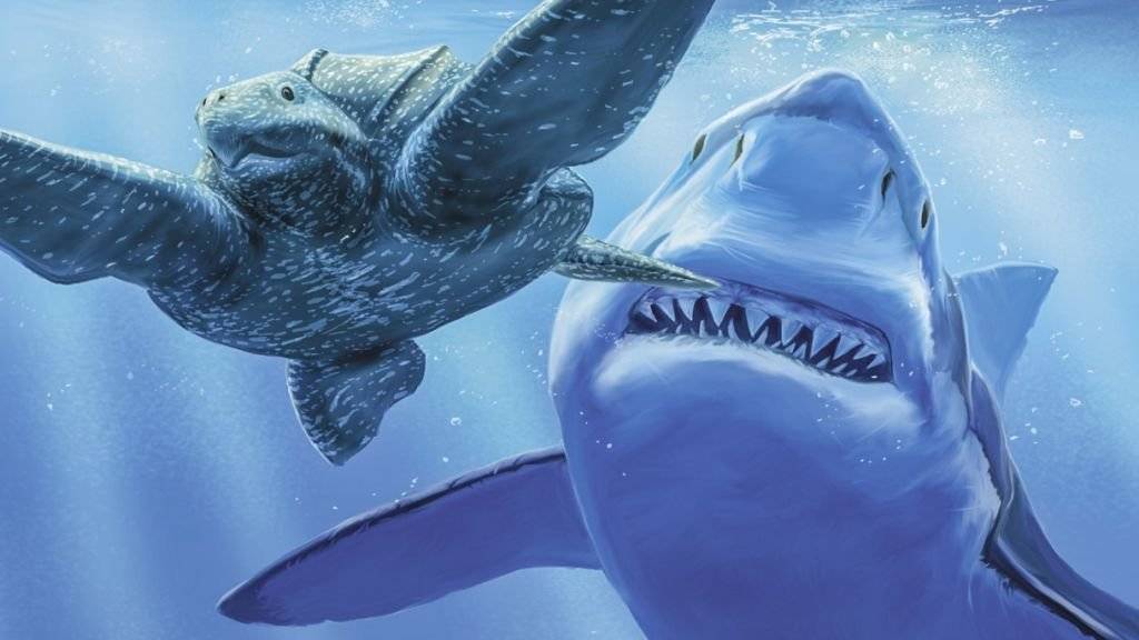 Eine Meeresschildkröte flieht vor einem Megalodon. Der grösste Haifisch aller Zeiten ist vor zwei Millionen Jahren ausgestorben. Das Sauriermuseum Aathal widmet ihm und anderen «Haien der Urmeere» eine Sonderausstellung. (zVg)