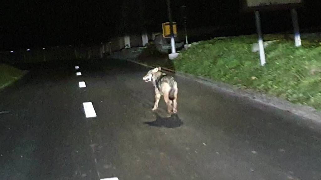 Kurznachrichten: Wolf unterwegs, Unfall mit Tier, Brand