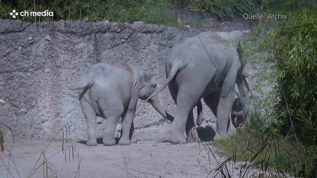 Zoo Zürich: Elefanten-Baby nach Geburt zu Tode getrampelt