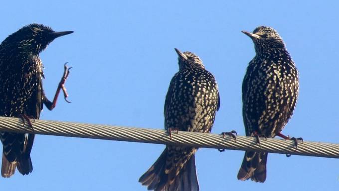 Antidepressiva verändert Vögel