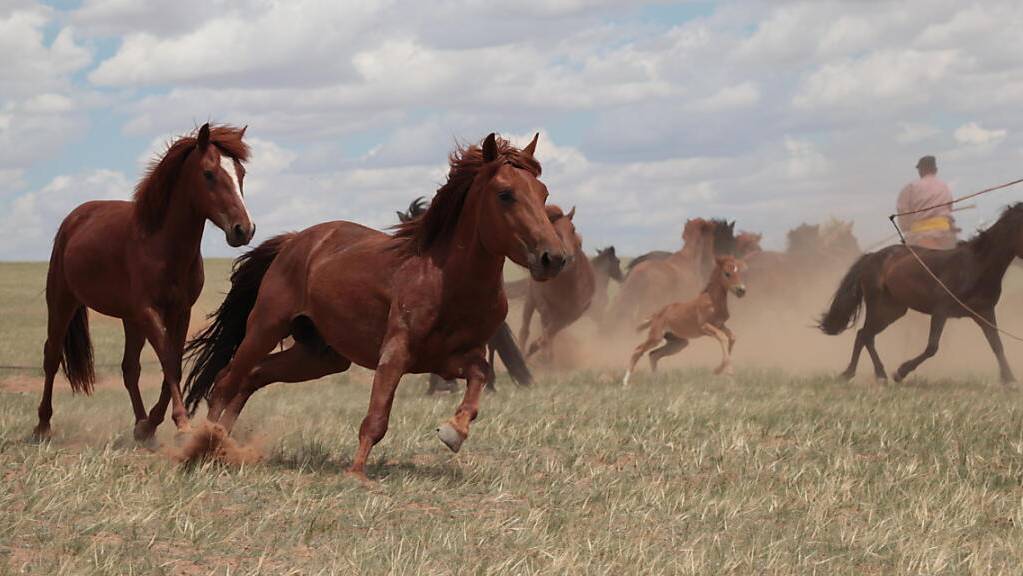 Rennende Pferde in der Inneren Mongolei (China): Heutige Hauspferde dürften ihren Ursprung vor rund 4200 Jahren in der westeurasischen Steppe gehabt haben, wie eine neue Studie vermuten lässt. (Handout Nature)