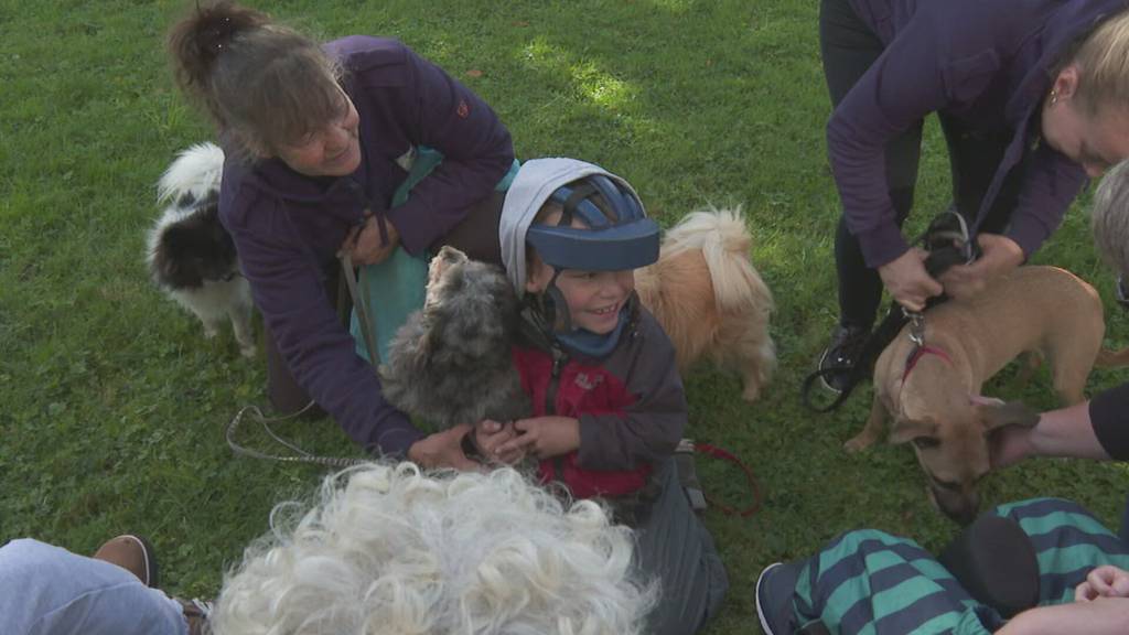 Therapiehunde im Einsatz bei Kindern