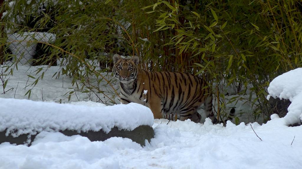 Zuhause im Tierrettungspark