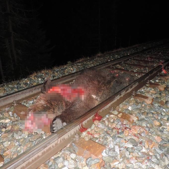 Engadiner Bär von Zug erfasst - tot