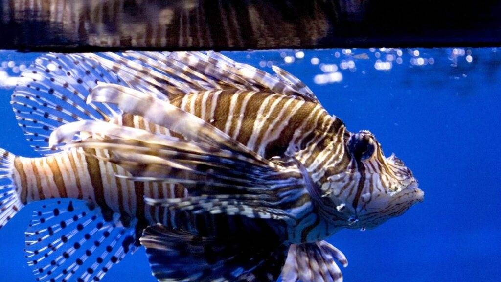 Rotfeuerfische besiedeln vermehrt das Mittelmeer. Um die Zahl der Invasoren zu reduzieren, schlägt ein Forscher vor, die Fische zu verspeisen. (Archivbild)