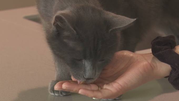 Einsiedler Kater taucht nach eineinhalb Jahren wieder auf