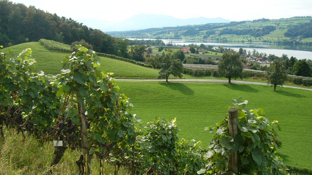 Kirschessigfliege macht in Luzern 1 Million Franken Schaden
