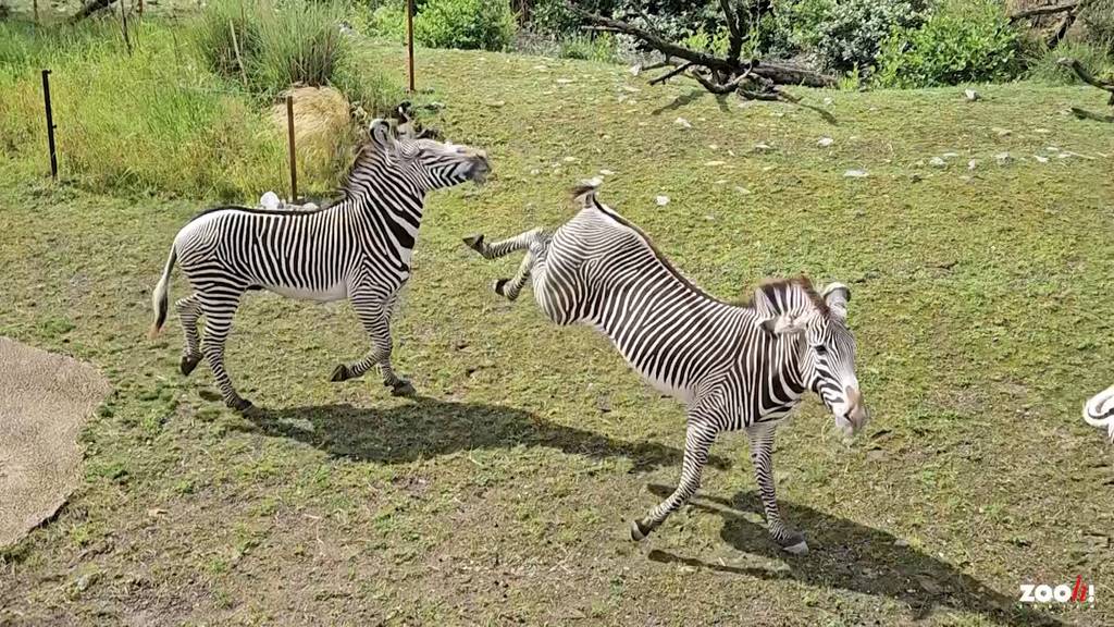 Neues Zebra wird bei Ankunft im Zoo Zürich mit Huftritten eingedeckt