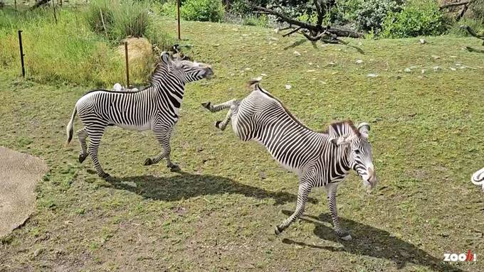 Neues Zebra wird bei Ankunft im Zoo Zürich mit Huftritten eingedeckt