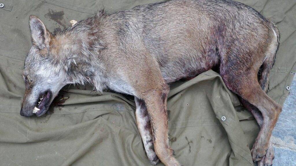 Dieser Wolf wurde am 20. August 2009 im Val d'Illiez VS legal von Wildhütern erlegt. (Archivbild)