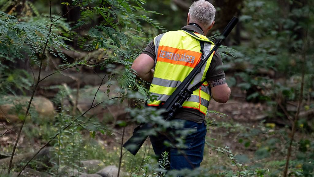 Ein Gemeindejäger im Bereich der südlichen Landesgrenze von Berlin in einem Wald. Foto: Fabian Sommer/dpa