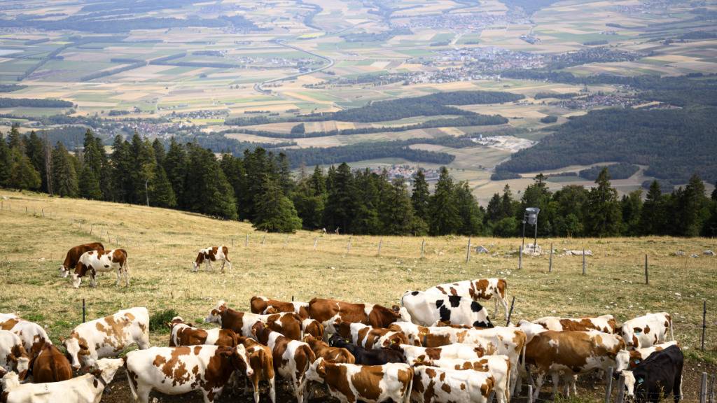 Trockenheit bedroht die Schweizer Alpwirtschaft