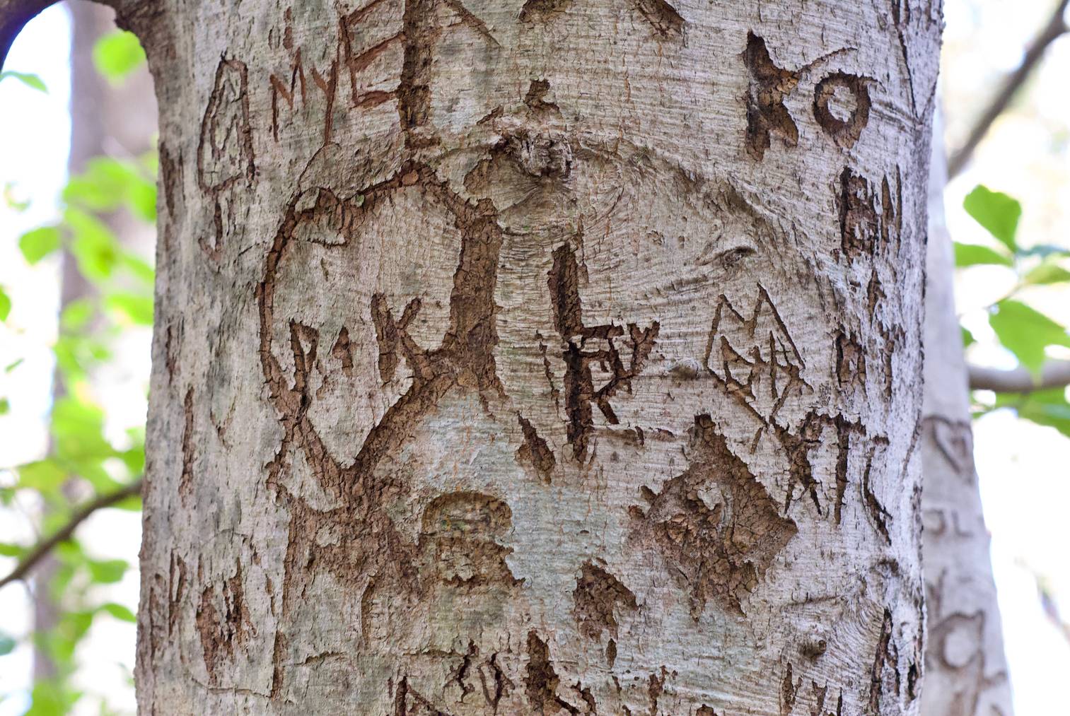 Schriften in Baum geritzt