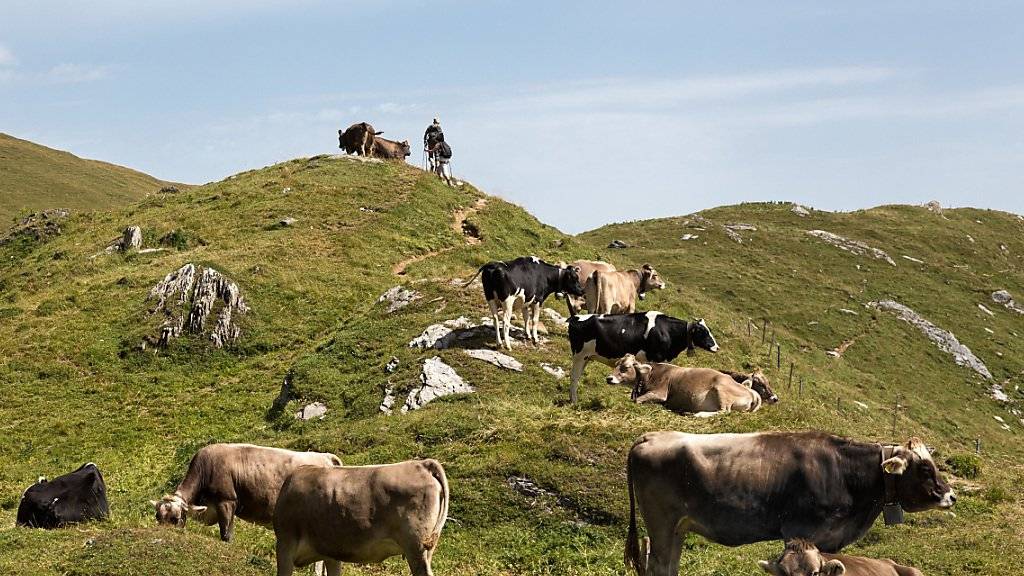 Wanderer müssen sich beim Durchqueren von Alpweiden an bestimmte Regeln halten. Das Oberlandesgericht Innsbruck hat dem Opfer einer Kuh-Attacke eine Mitschuld zugesprochen. (Symbolbild)