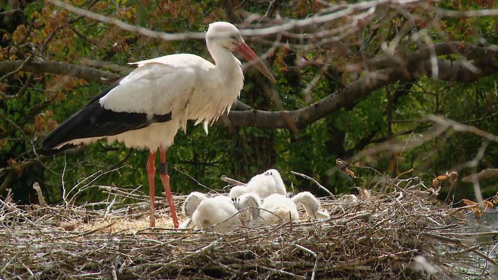 Störche im Zoo Zürich