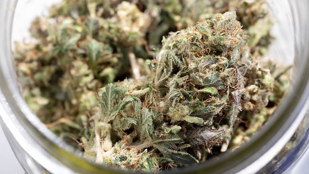 Spannende Fakten zum Thema Cannabis | PilatusToday